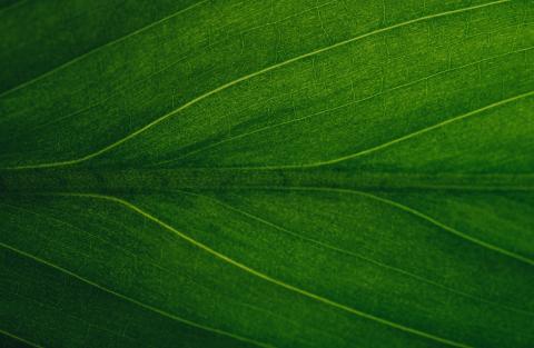 A leaf zoomed
